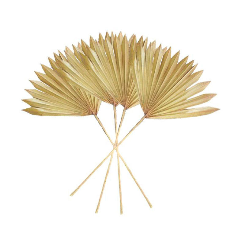 Sun Spear Palm Dried 45cm 4 Piece Natural