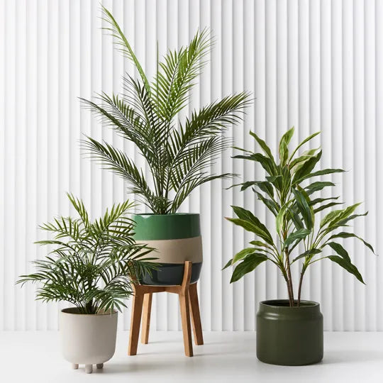 Parlour Palm In Pot 41cm