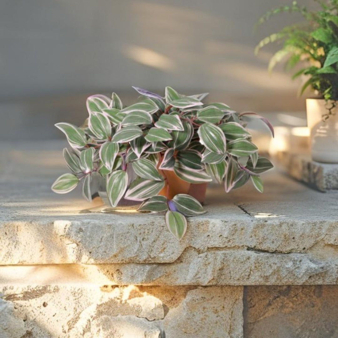 25cm Potted Artificial Wandering Dude Plant