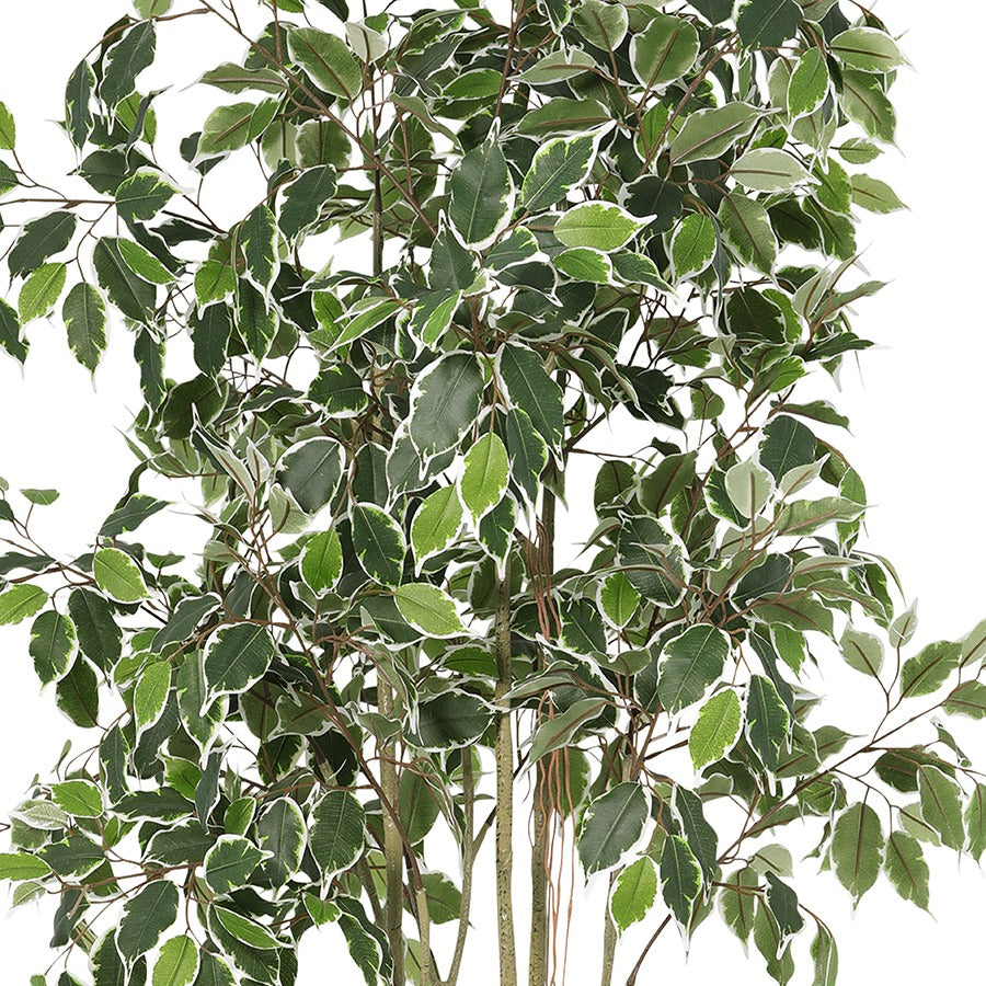 168cm Potted Artificial Variegated Ficus Tree