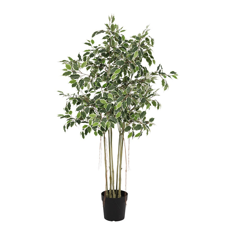 168cm Potted Artificial Variegated Ficus Tree