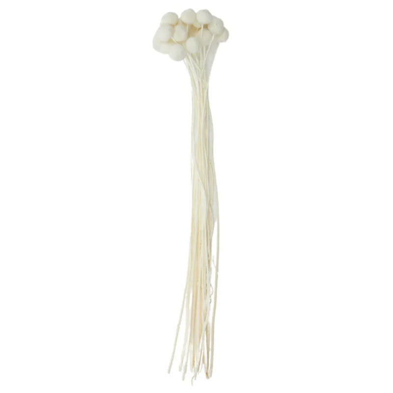 Billy Button Preserved Bunch 60cm Ivory