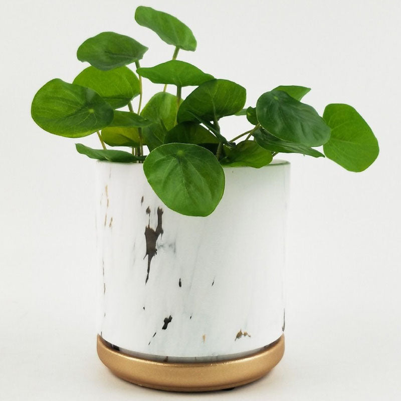 McKenna Pot